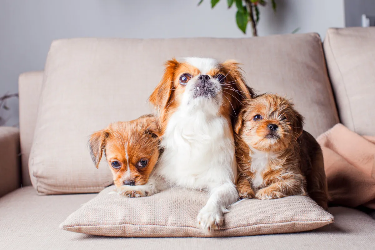 How To Remove Dog Hair From Couch Cushions