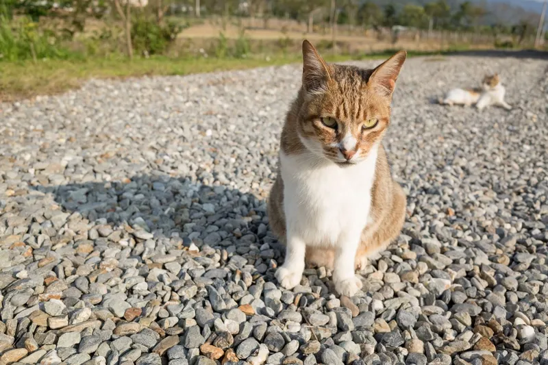cat on gravel