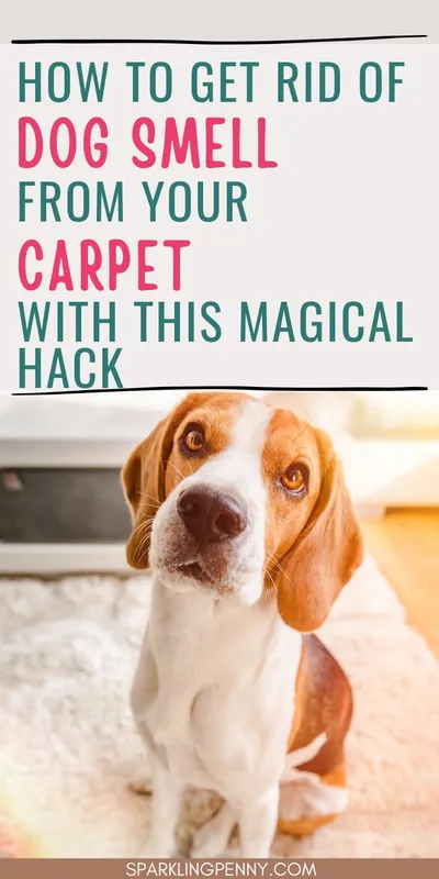 How to remove the dog smell from your carpet. Baking soda is brilliant at removing pet odors from around your home. Use this DIY method to get rid of dog smell or even urine.