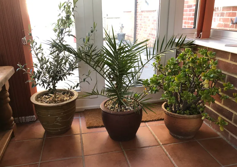 houseplants in my house for filtering air