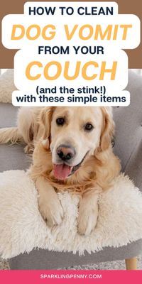 How to clean dog vomit from your couch without staining. Dog sick has a tendency to stain and also leave a lingering smell. I show how to remove the vomit completely along with the odour.