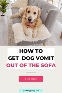 How to clean dog vomit from your couch without staining. Dog sick has a tendency to stain and also leave a lingering smell. I show how to remove the vomit completely along with the odour.