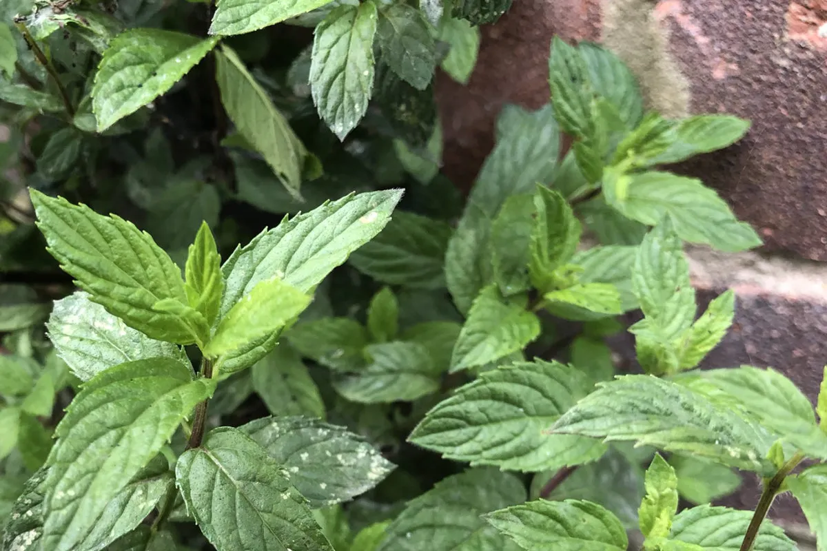 How To Dry Mint Leaves In Your Microwave (takes seconds)