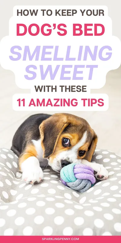 Find out how to clean your smelly dog bed and keep it smelling sweet. Your pet dog will thank you and your home will smell good.