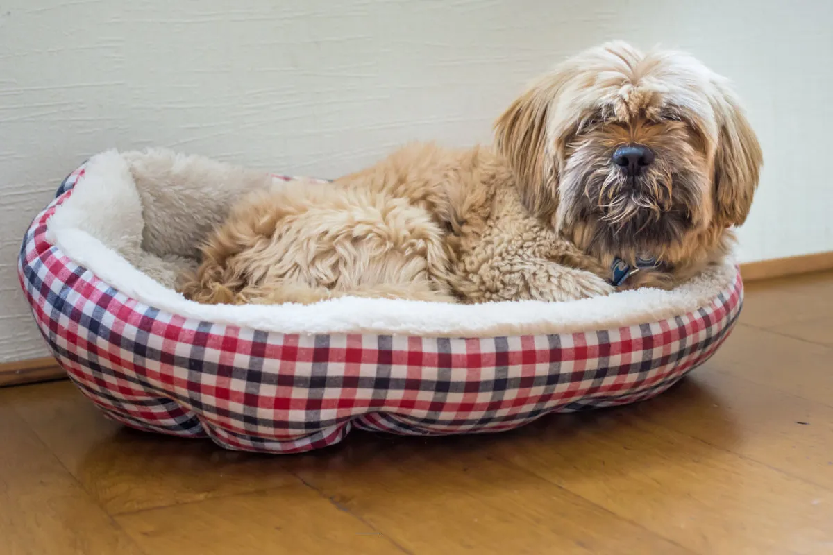 How To Clean Your Dog's Smelly Bed And Keep It That Way!