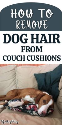 How to remove dog hair from couch cushions! Here are my tried and tested  methods for getting rid of it simply and easily.