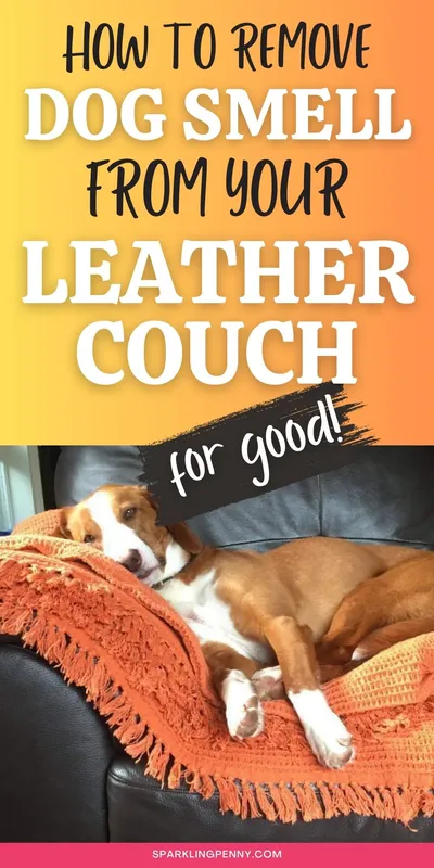 Do you love to share the sofa with your doggy? I have loads of tips on how to remove dog smell and urine smell from your leather couch.