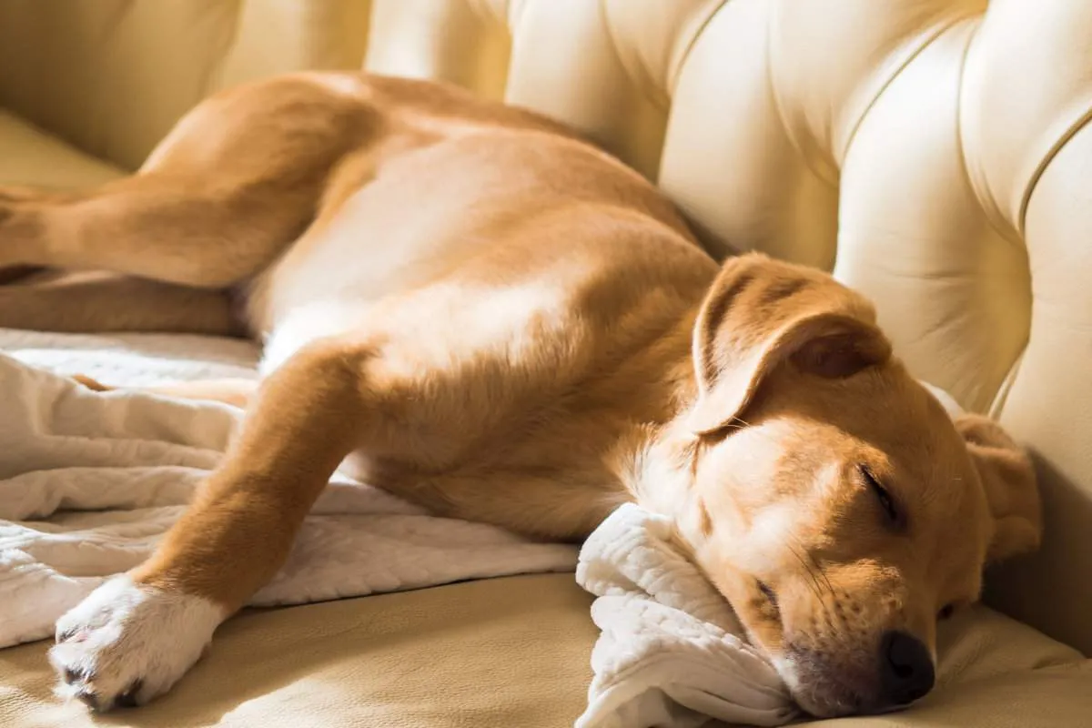 How To Get Dog Smell Out Of Your Leather Couch
