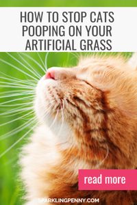 Practical tips that works for stopping your cat pooping on your artificial grass. We have loads on tips and tricks on using natural and DIY deterrents including essential oils in a spray and practical solutions that work. Don't let cats ruin your garden or yard!
