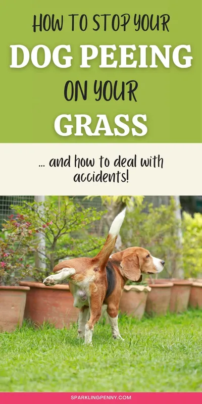 Dog pee is very potent and can kill your grass if you don't stop your dog urinating on your lawn or don't deal with an accident immediately. Find out how to stop the dog pee burning your lawn in this post.