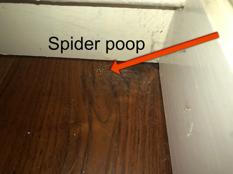 spider poo in the corner of the room