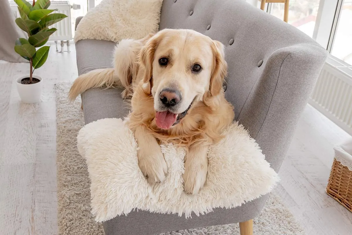 How To Clean Dog Vomit Off A Sofa (and the stink) With a Few Simple Items