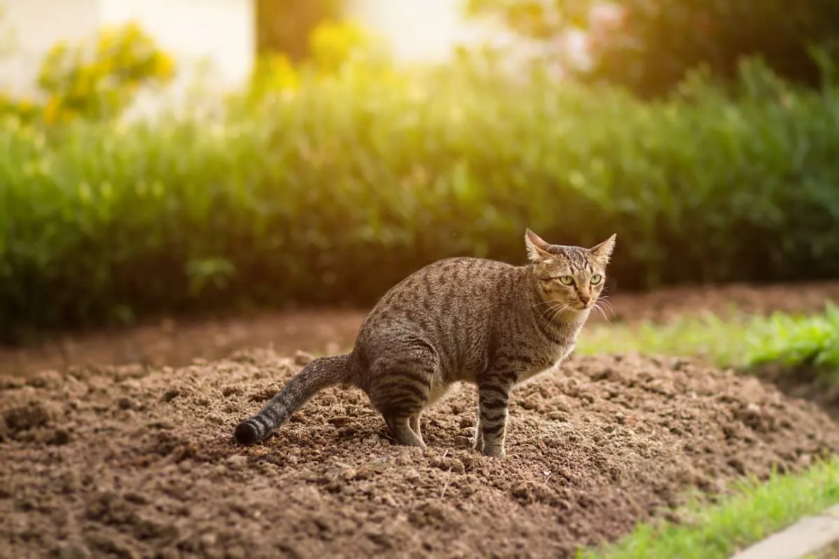 How To Stop Cats From Pooping In Your Yard