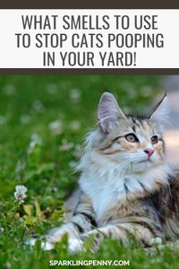 How to deter cats from pooping in your yard or garden with these simple tricks including the use of essential oils and plants