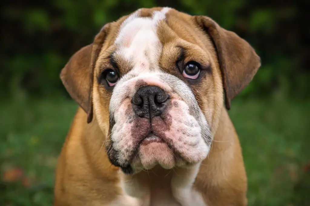 bulldog