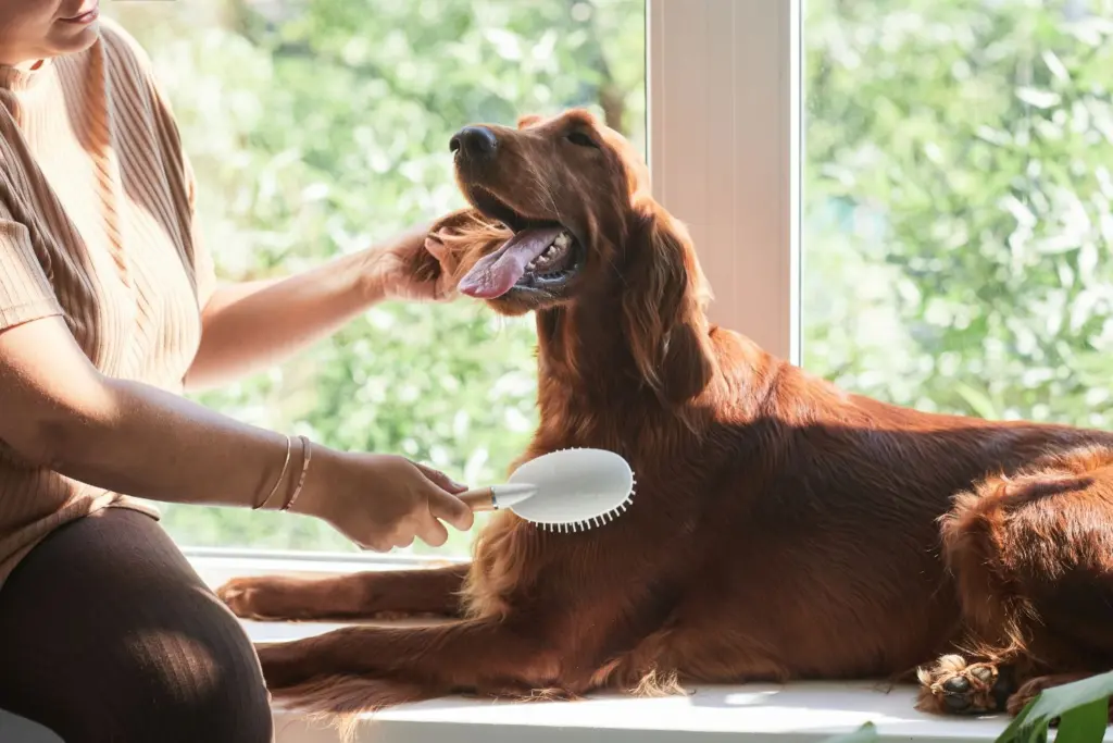 dog grooming
