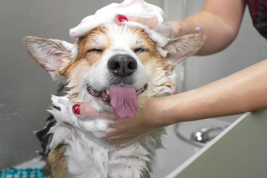 dog in bath