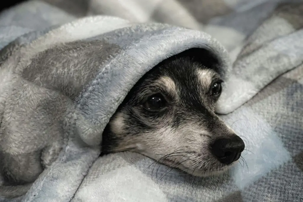 dog in blanket