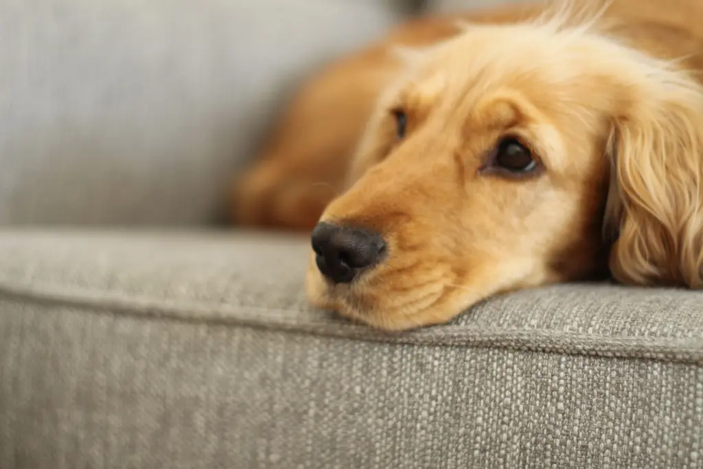cachorro no sofá