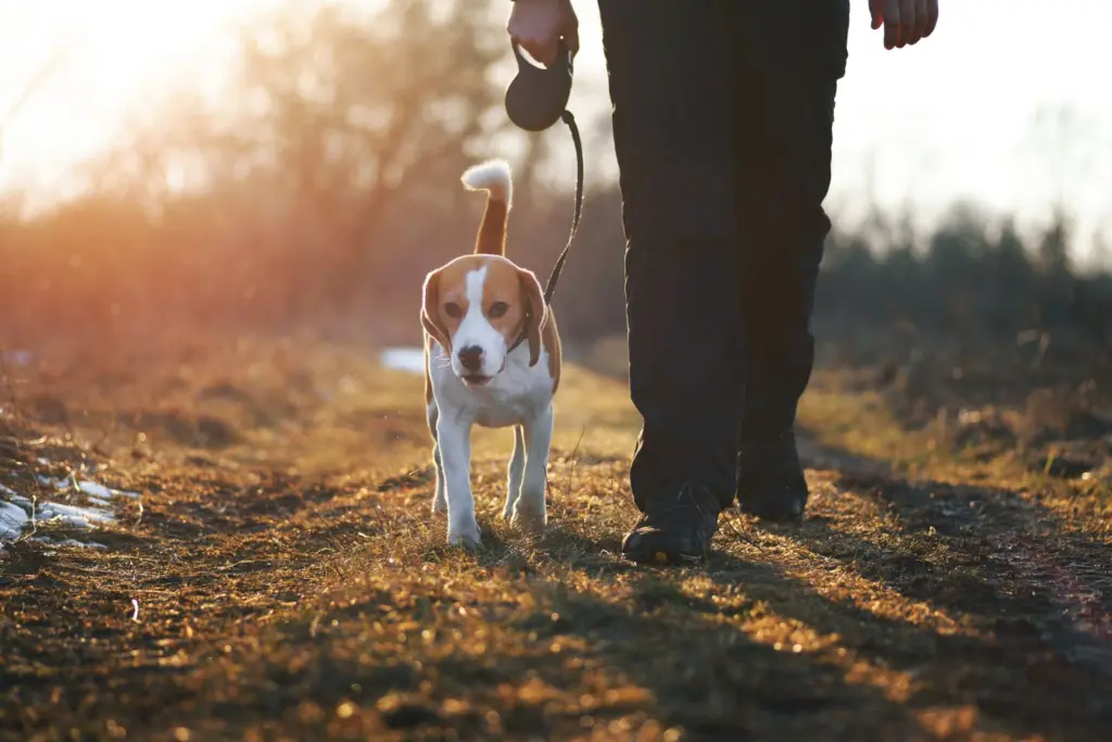 dog walking at sunset
