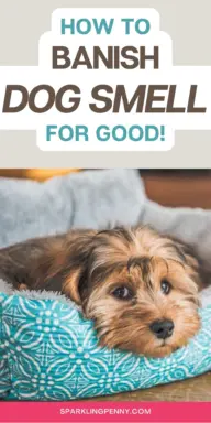 If you live with a dog, you probably notice that lingering dog smell around the house. It's pretty common, but honestly, you don't have to just accept it.