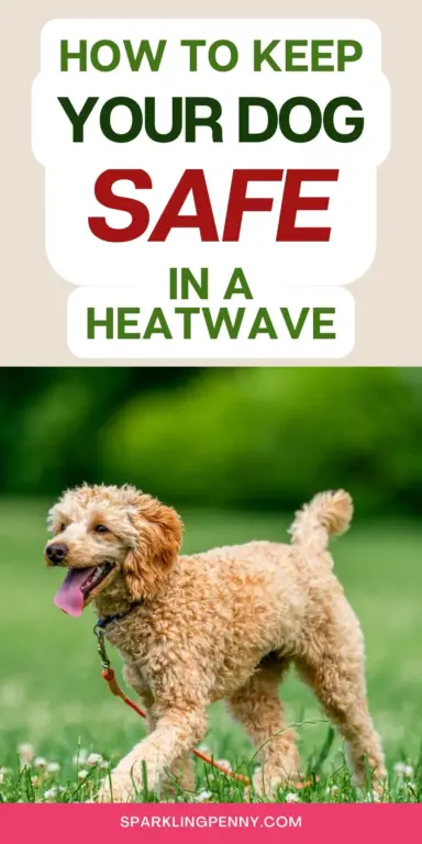 When temperatures climb, dogs can get overheated so fast, and it’s really on you to watch out for them. If you’ve ever wondered how to spot heat stress or which activities are even safe right now, you’re not alone.
