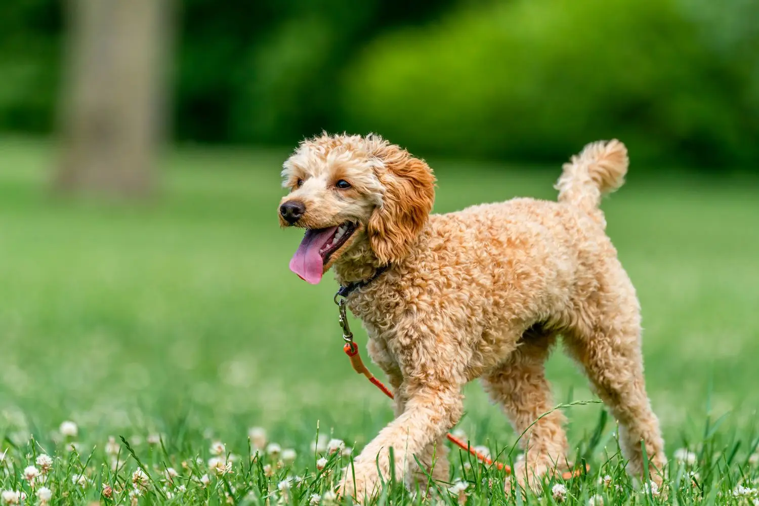 How to Keep Your Dog Safe in a Heatwave