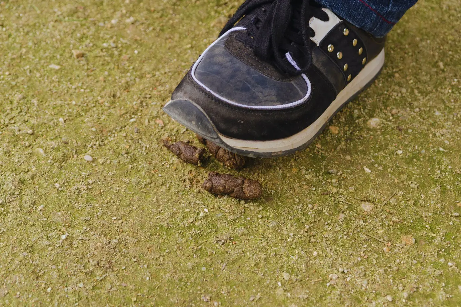 How To Get Dog’s Muck Off Your Shoes