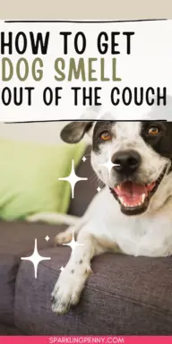 Love your dog, but not so much the way your couch smells? You’re definitely not alone. That doggy funk can hang around on your favorite seat, making your living room just a little less cozy than you’d like.