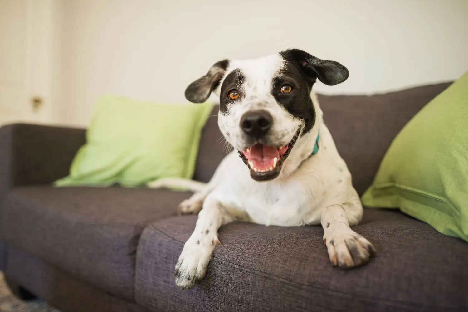 How To Get Dog Smell Out of the Couch