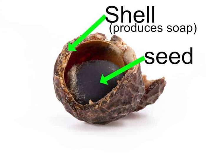 a soap nut showing the outer shell and the seed