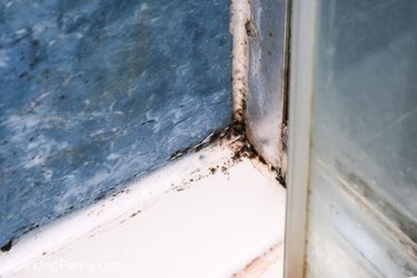 how do you get rid of black mold in the shower
