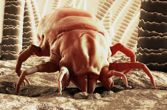 dust mite close up