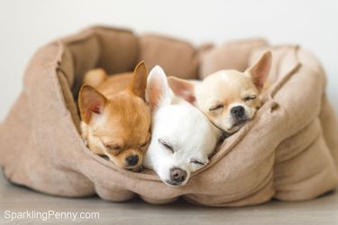 homemade dog bed deodorizer