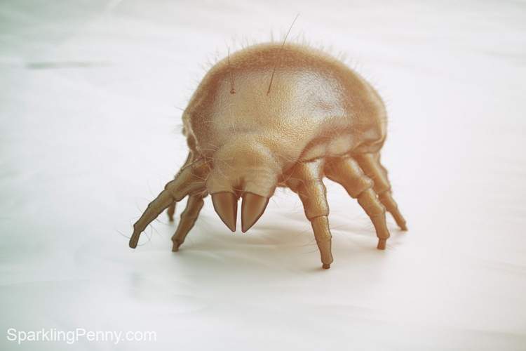 homemade mattress spray for dust mites