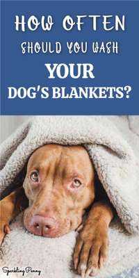 How Often Should You Wash Your Dog's Blankets?