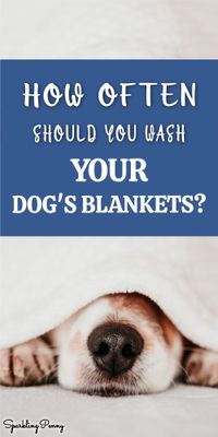 How Often Should You Wash Your Dog's Blankets?