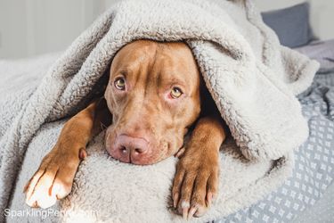 how often should you wash your dogs blankets