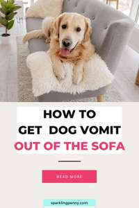 How To Clean Dog Sick Off A Sofa