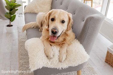 how to clean dog sick off sofa