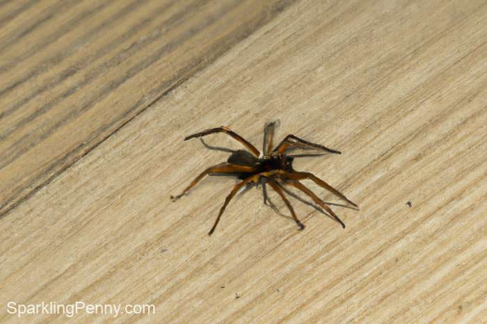 spider on a wooden floor