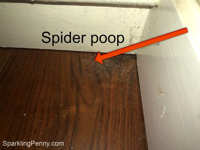 spider poo in the corner of the room