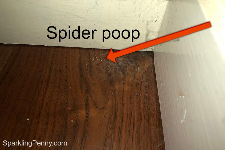 how to clean spider poop from wood floor