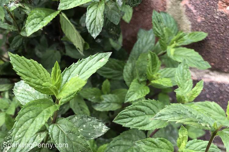 how to dry mint leaves in microwave