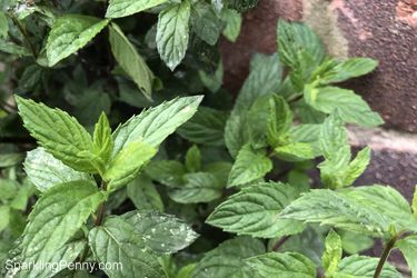 how to dry mint leaves in microwave