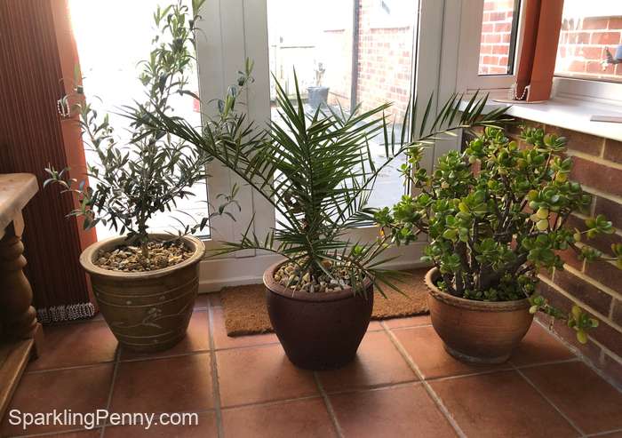 houseplants in my house for filtering air