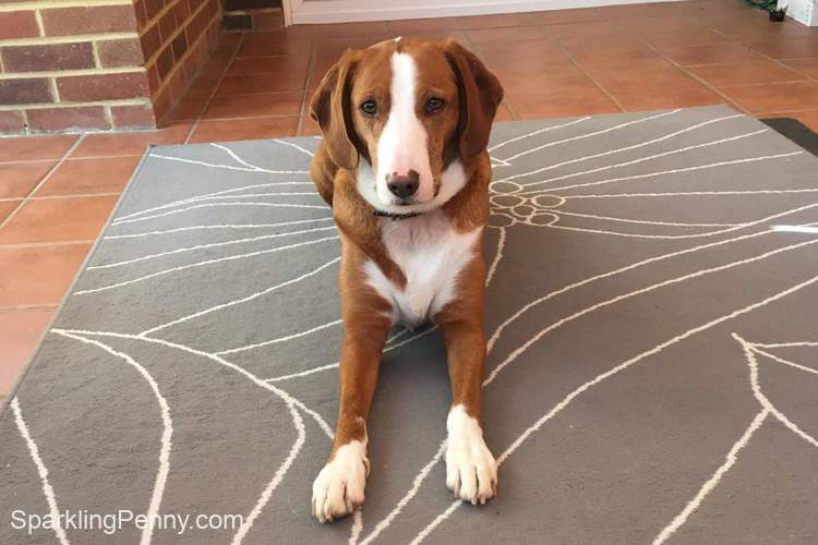 how-to-get-pet-hair-out-of-a-carpet-without-a-vacuum-sparklingpenny