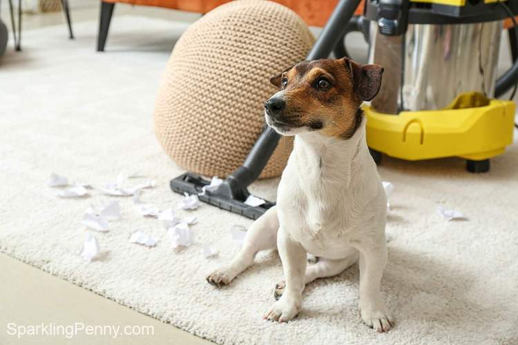 how to get pet smell out of vacuum cleaner