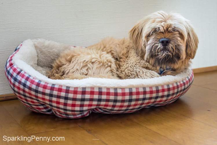how to keep a dog bed from smelling
