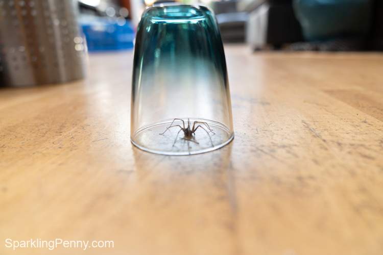 how to kill spiders naturally